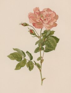 English Rose